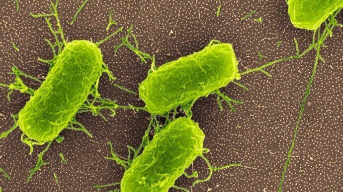 Escherichia coli